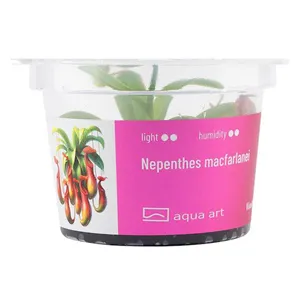 Aqua Art Nepenthes macfarlanei Aqua Art Nepenthes macfarlanei