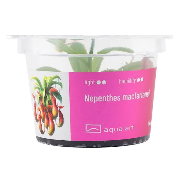 Aqua Art Nepenthes macfarlanei