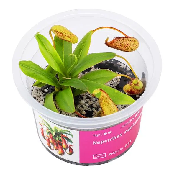 Aqua Art Nepenthes macfarlanei
