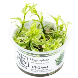 Tropica Hygrophila polysperma 'White' 1-2 Grow!
