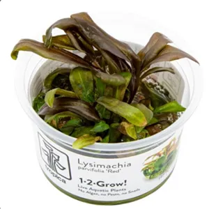 Tropica Lysimachia parvifolia ‘Red’ 1-2 Grow!