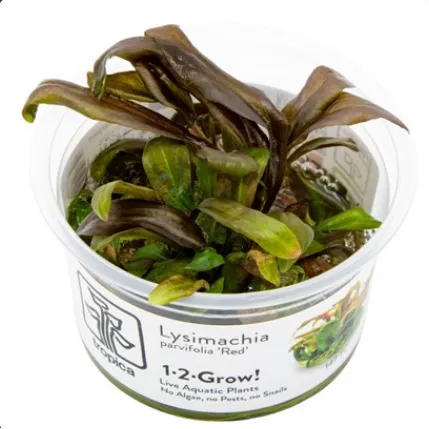 Tropica Lysimachia parvifolia ‘Red’ 1-2 Grow!