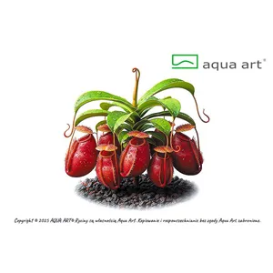 Aqua Art Nepenthes Ampullaria 'Red'