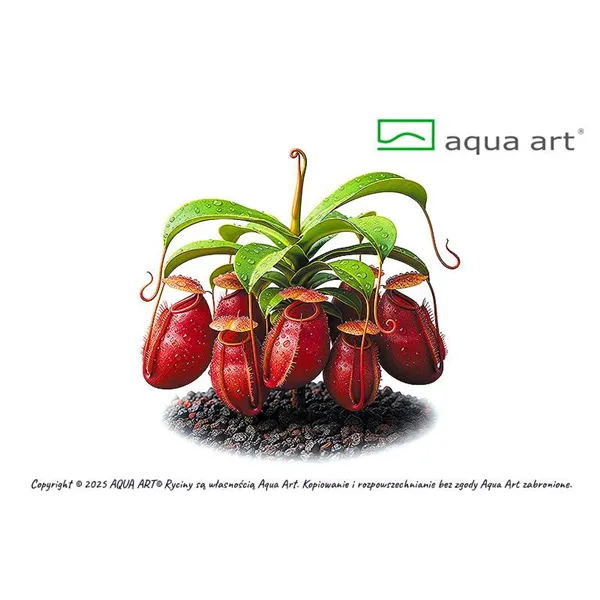 Aqua Art Nepenthes Ampullaria 