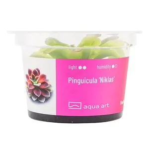 Aqua Art Pinguicula 'Niklas'