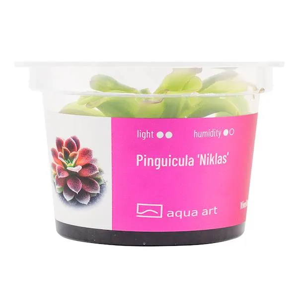 Aqua Art Pinguicula 
