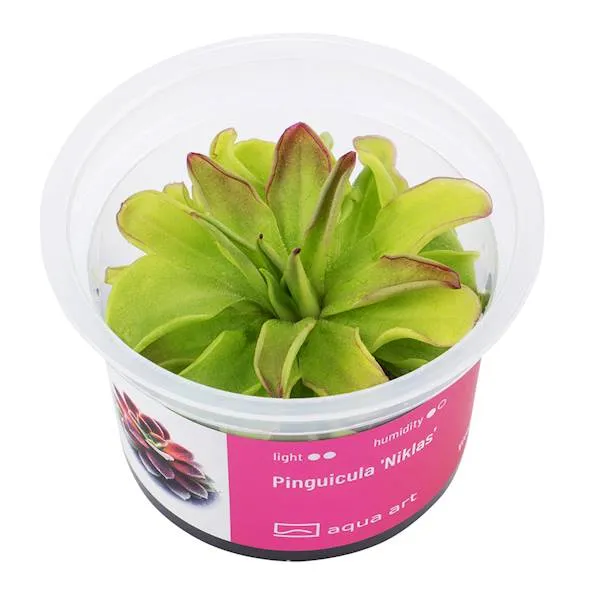 Aqua Art Pinguicula 