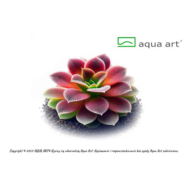 Aqua Art Pinguicula 